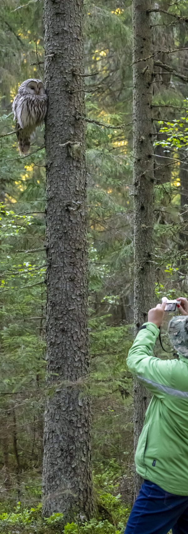 Free stock photo of animal, animal eye, animals hunting